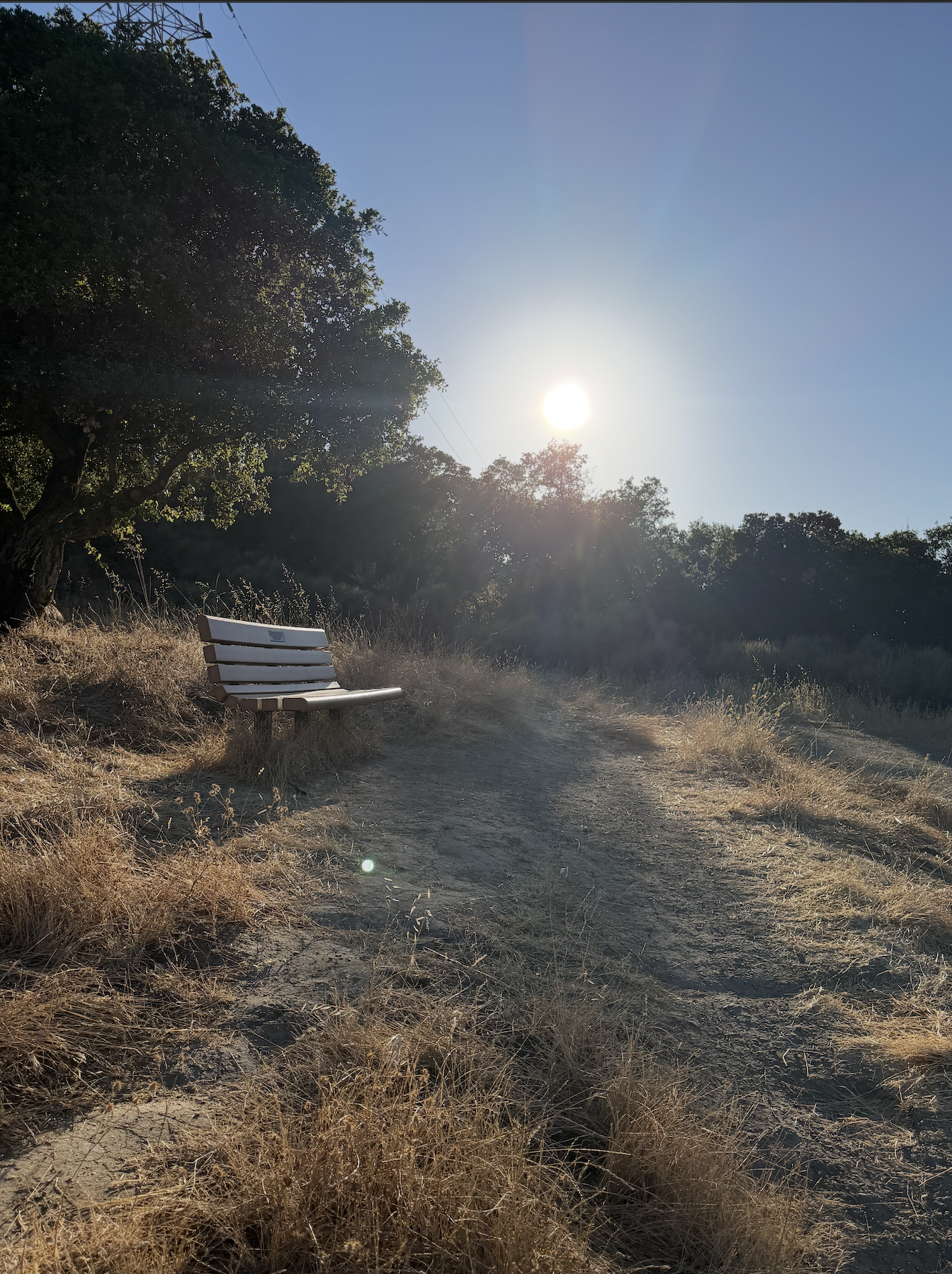 A bench under an oak, morning sun flaring through the trees