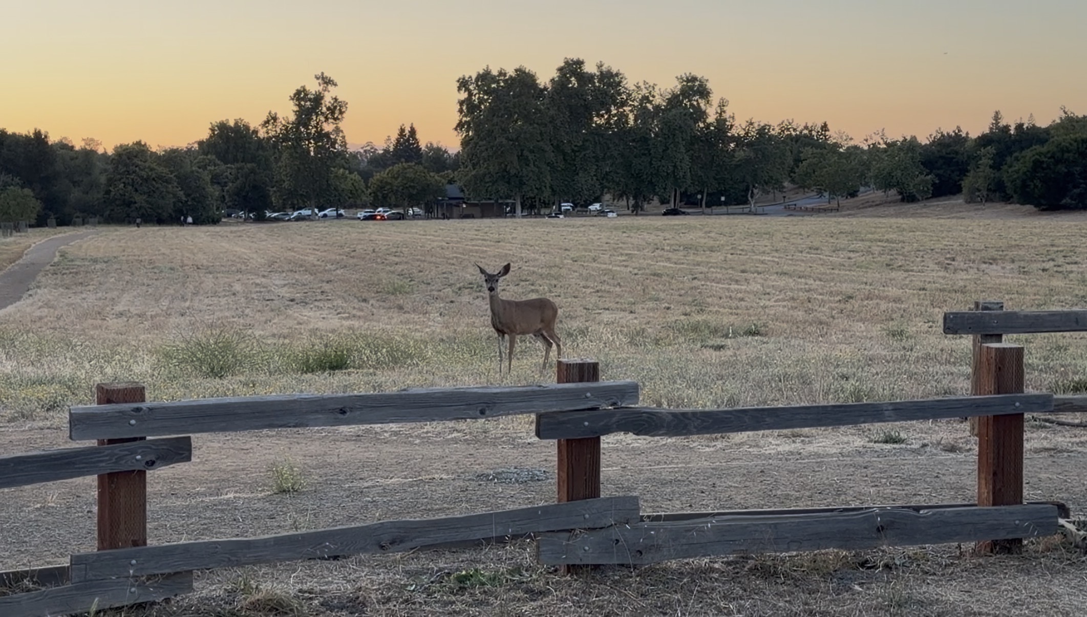 A deer pausing mid-graze in the dry grass along the trail